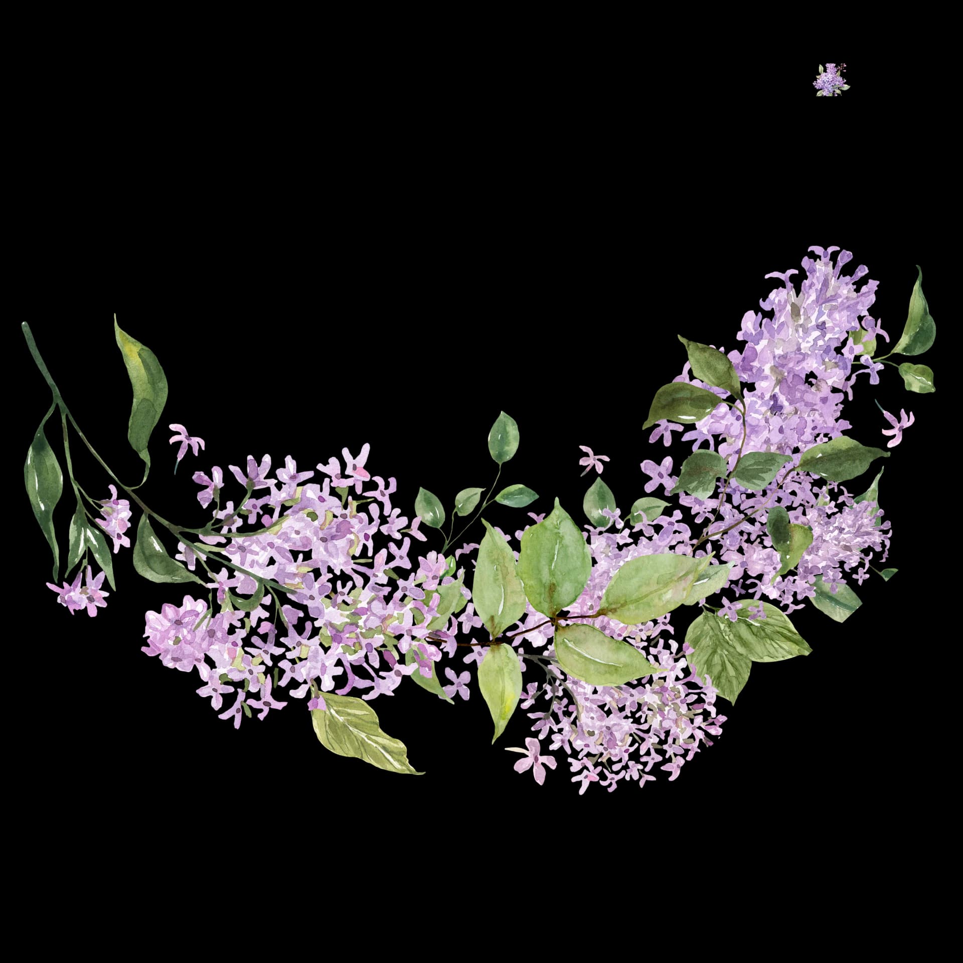 Lilac flowers